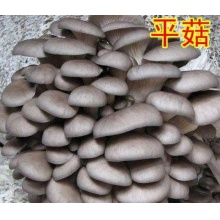 南川新鲜平菇，保证纯天然优质产品